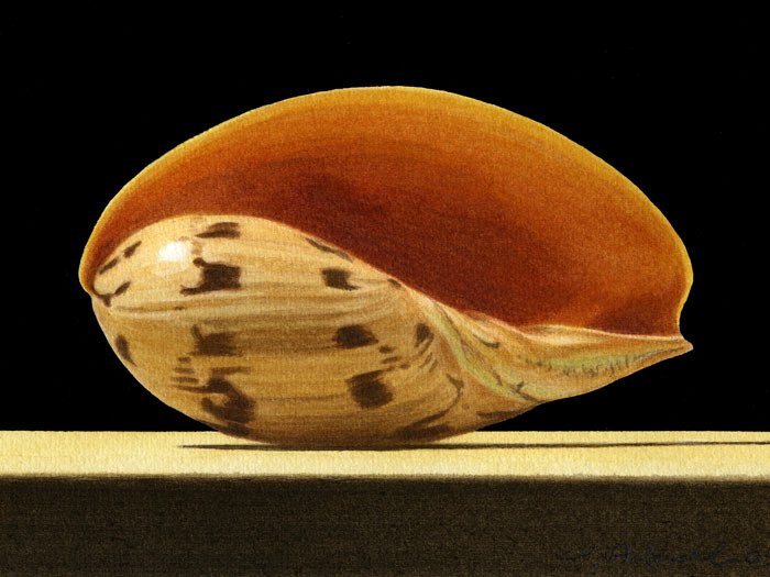 Melon Shell