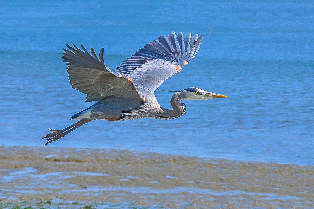 blue heron in flight by john arbuckle 72dpi-1.jpg