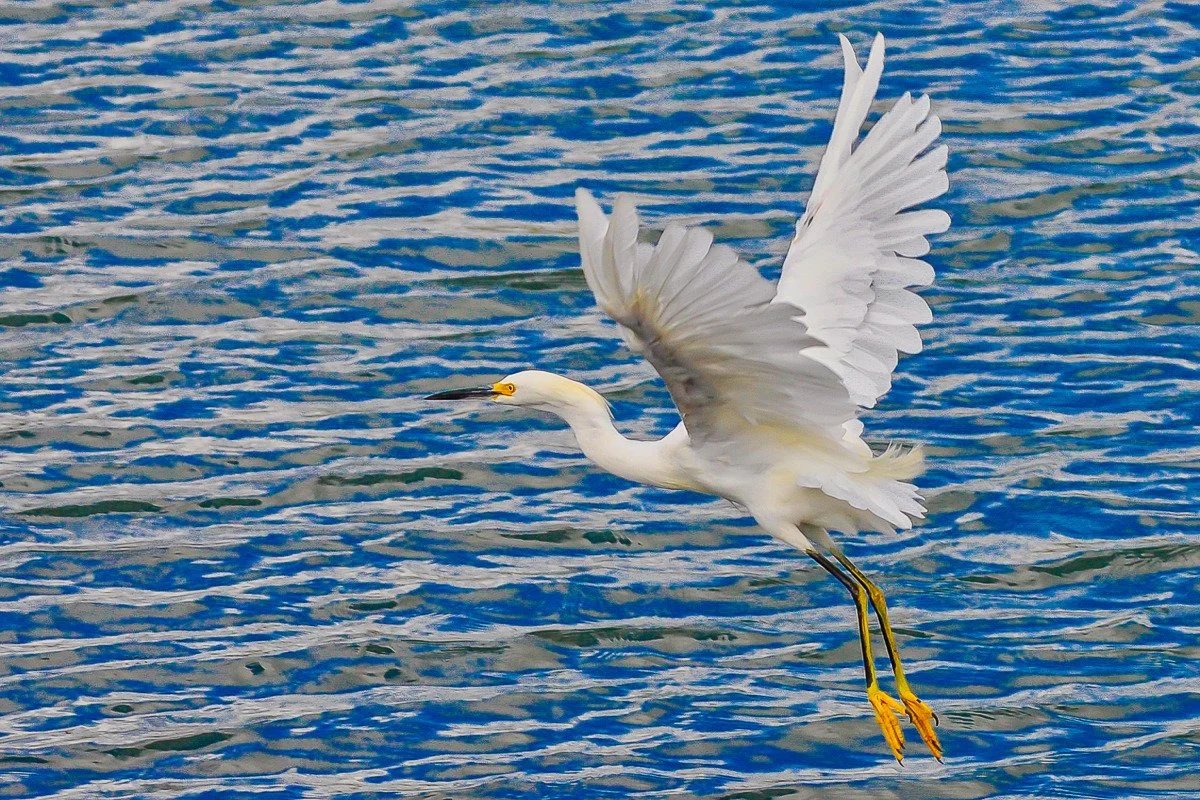 snowy egret in flight by john arbuckle 72dpi-2.jpg