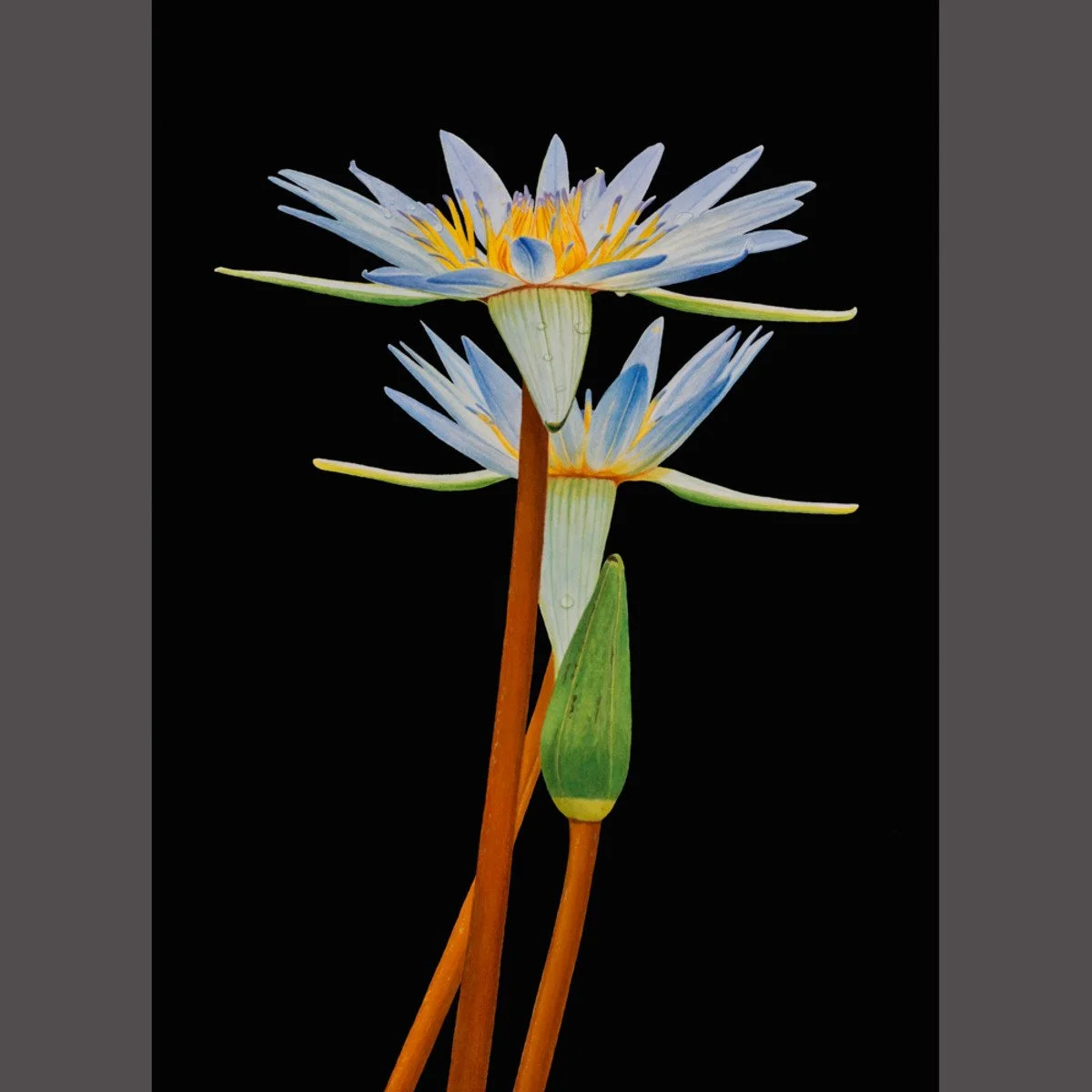 
Lilies of Paradise (sold)
Watercolor & Gouache

25" X 18" • © 2019