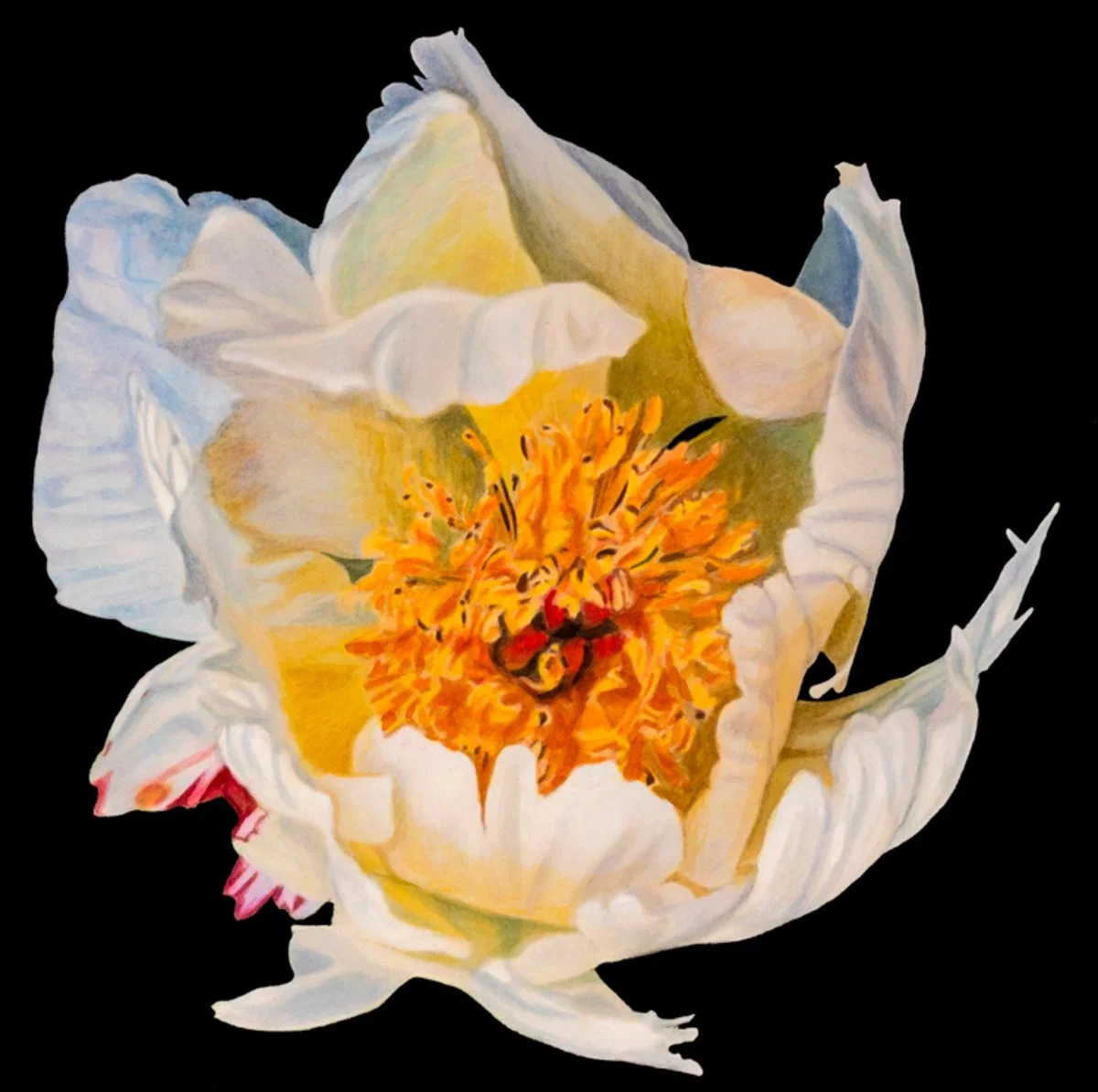 
Sweet Peony (sold)
Watercolor & Gouache

11.5"X 11.5" • © 2018