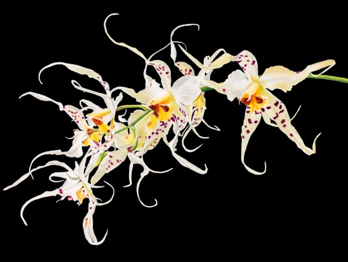 
Orchids of the Clouds (sold)
Watercolor & Gouache

12" X 16" • © 2018