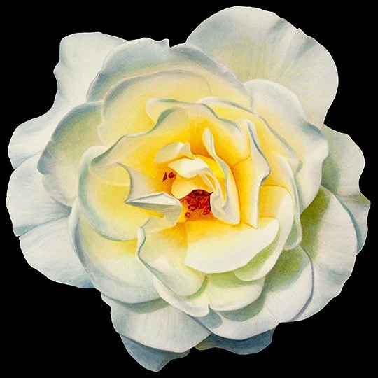White Rose (sold)
Watercolor & Gouache

11.5"X 11.5" • © 2013