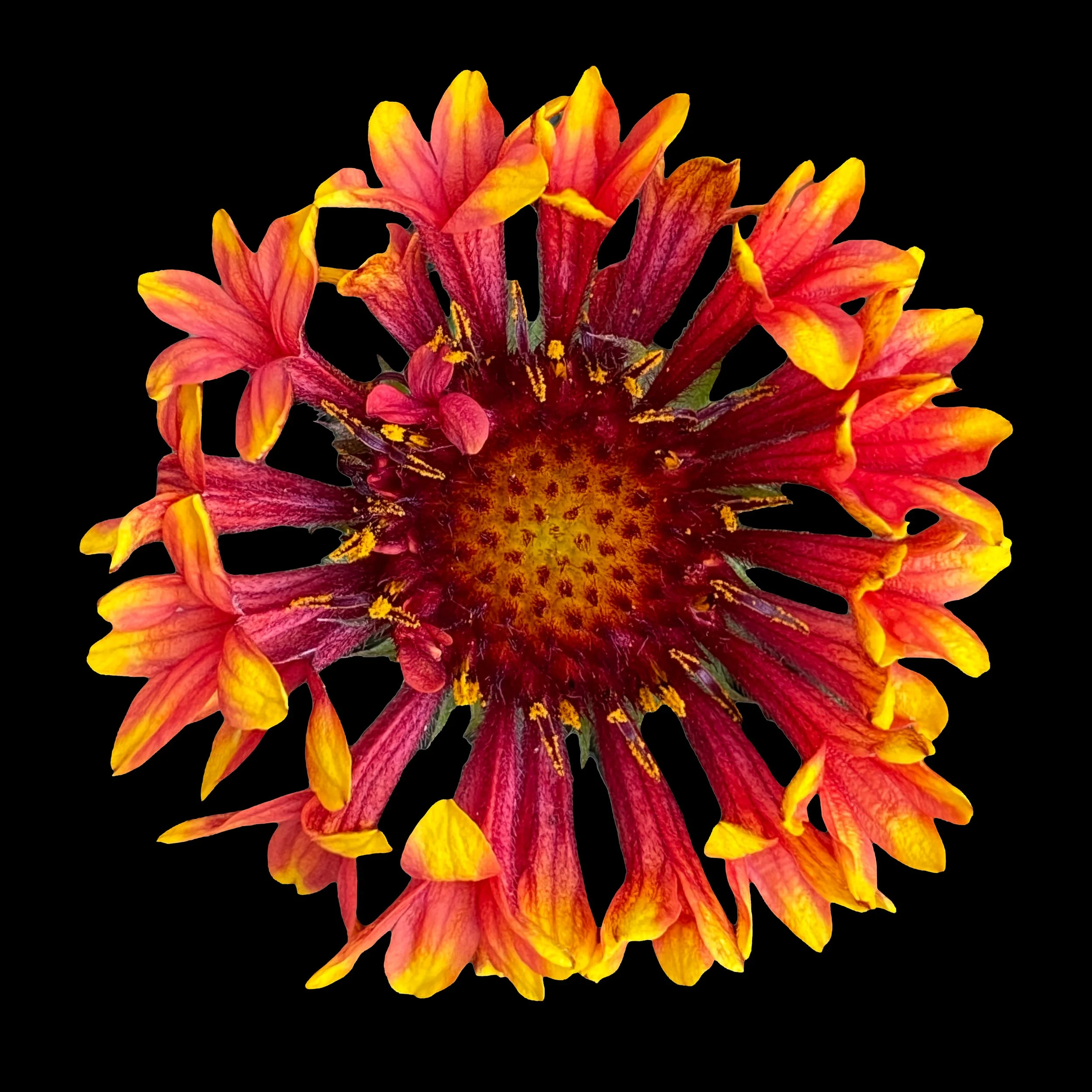 
Indian Blanket
signed edition of 50

16" X 16" • © 2026 