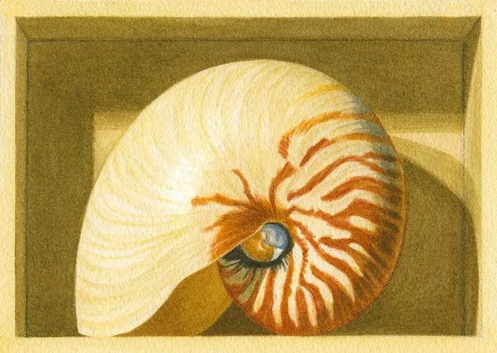 Nautilus in a Box (sold)
Watercolor 

4.75" X 6.75" • © 2013