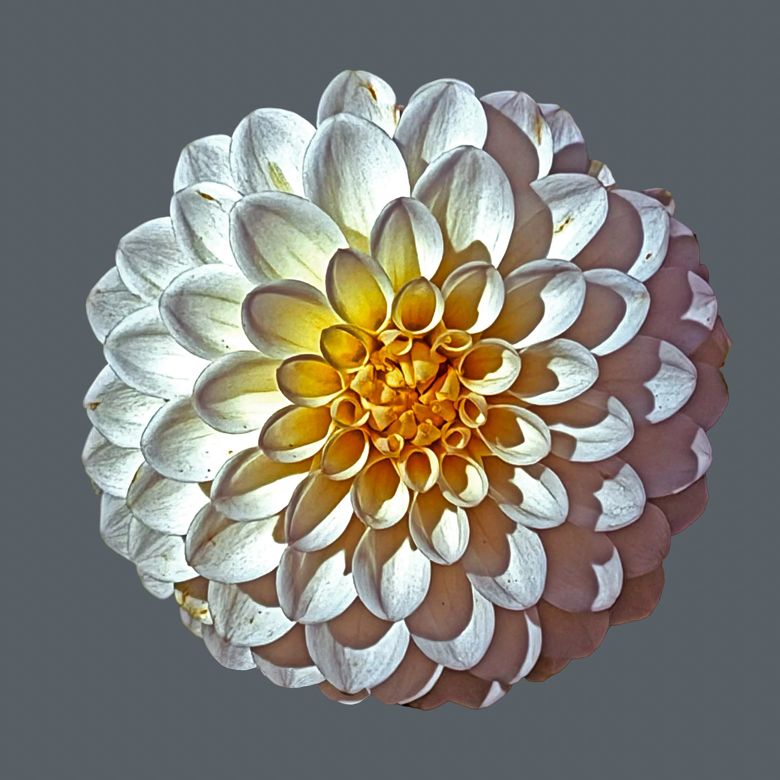 
White Dahlia
Photo printed on Aluminum, signed edition of 50

16" X 16" • © 2025 