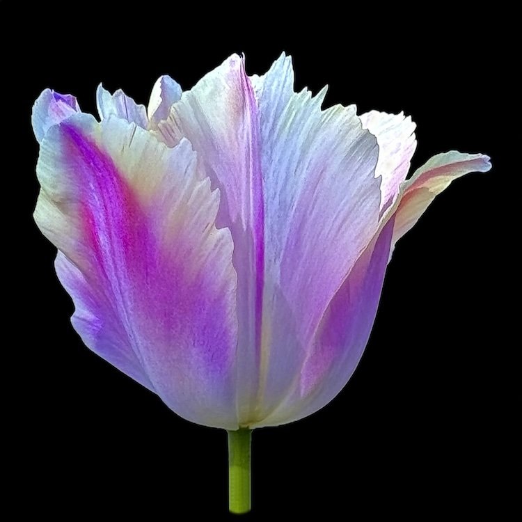 De De's Tulip,
signed edition of 50

8" X 8" • © 2026 