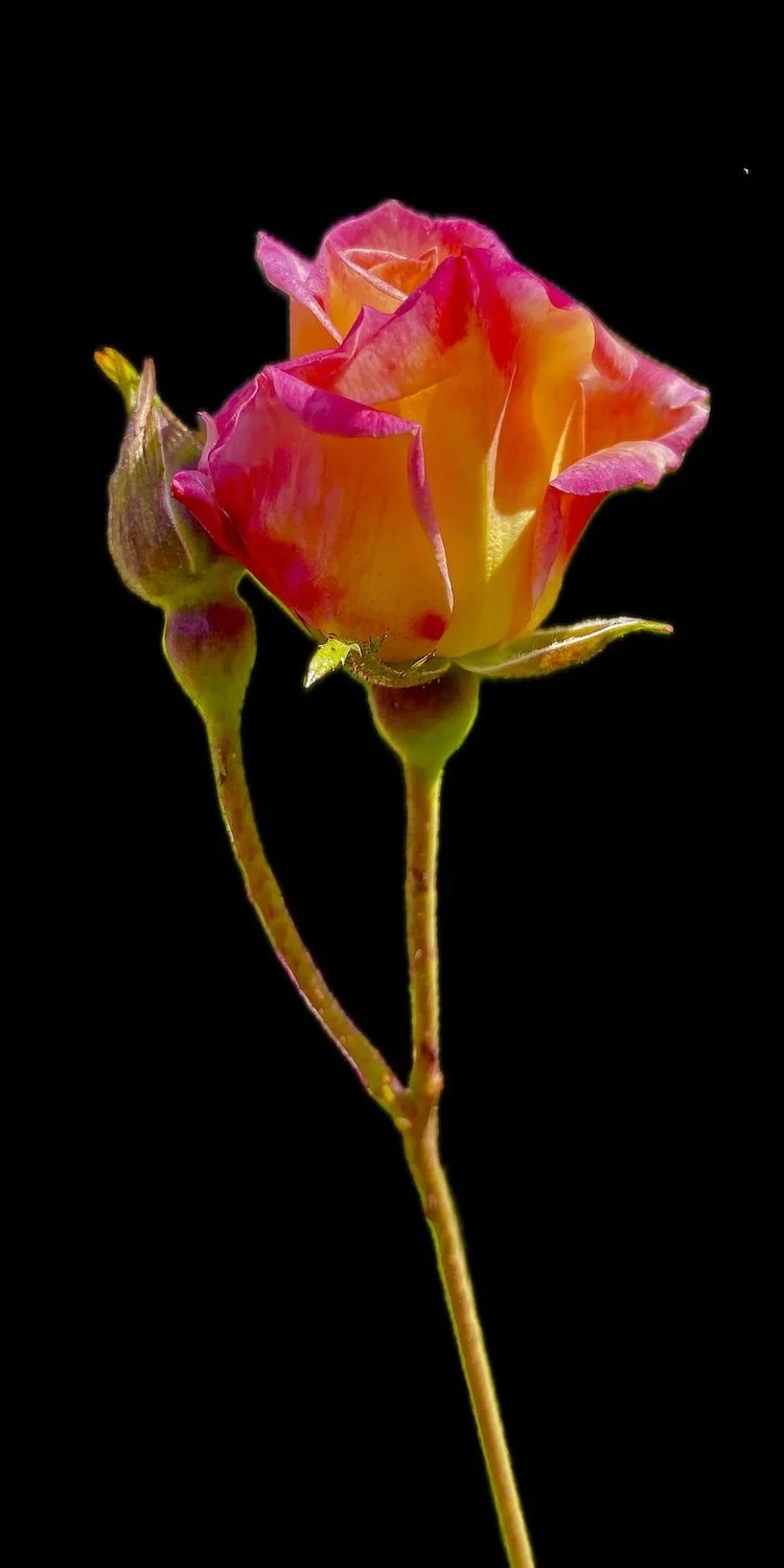 Portland Rose,
signed edition of 50
16" X 8" • © 2026 