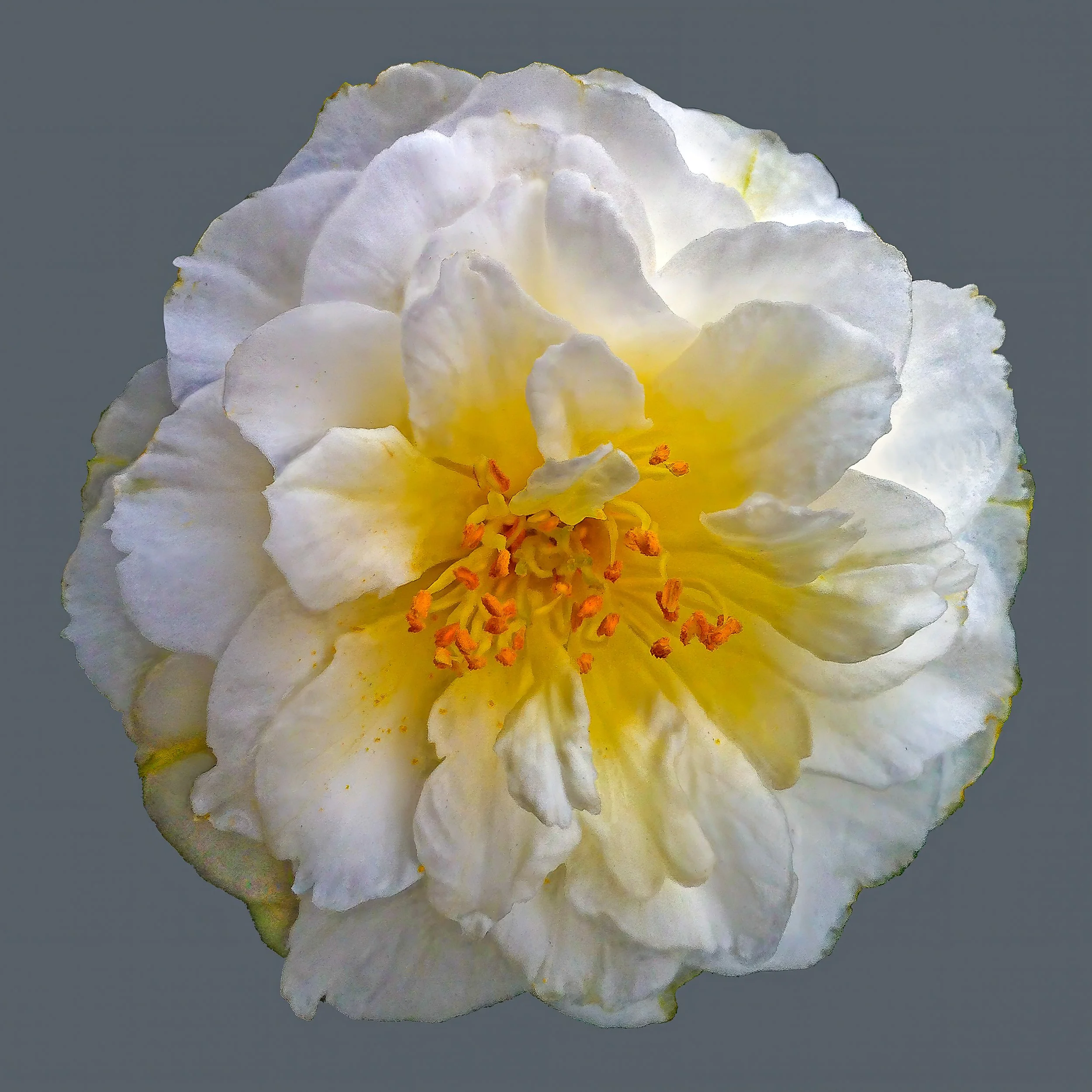 Canelia
signed edition of 50

16" X 16" • © 2025