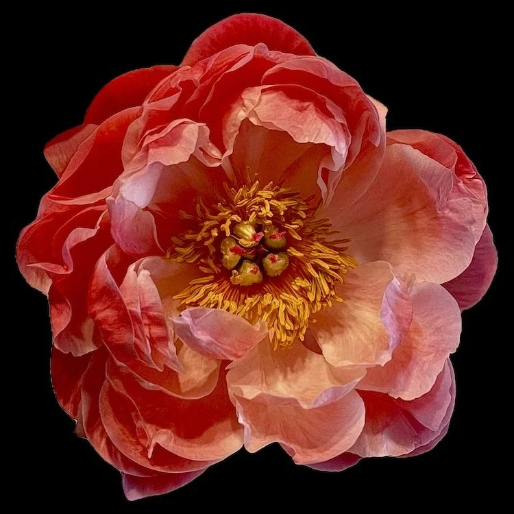 
Red Peony
signed edition of 50

8" X 8" • © 2026 