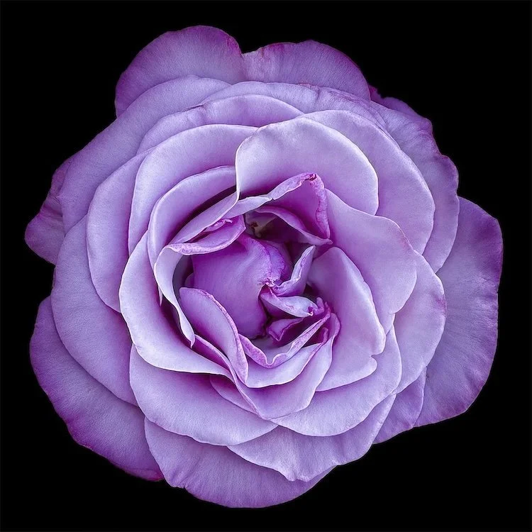 Silver Rose, 
signed edition of 50

8" X 8" • © 2026 