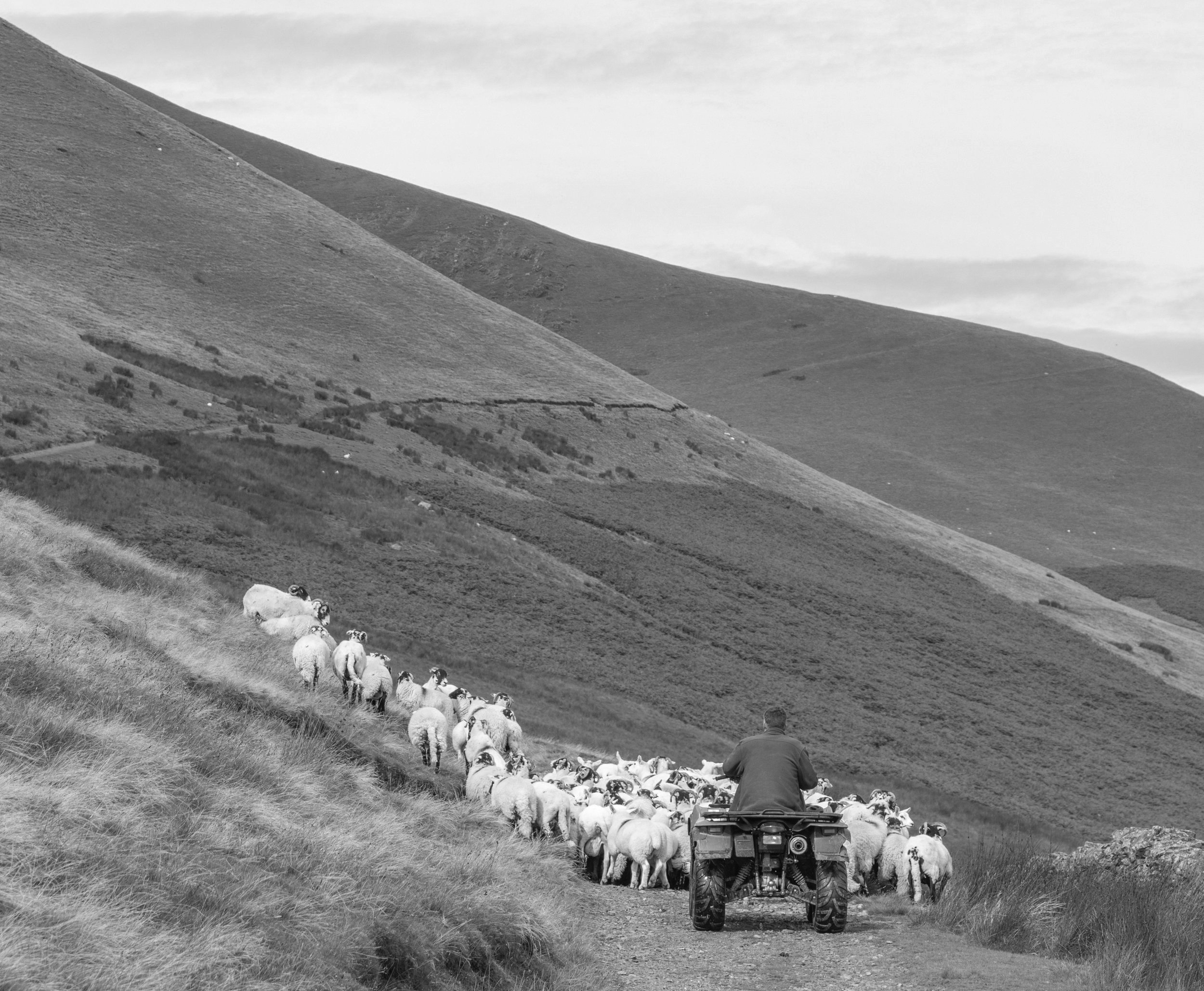 A person riding an all-terrain vehicle leading a flock of sheep along a grassy hillside with rolling mountains in the background, black and white photo.
