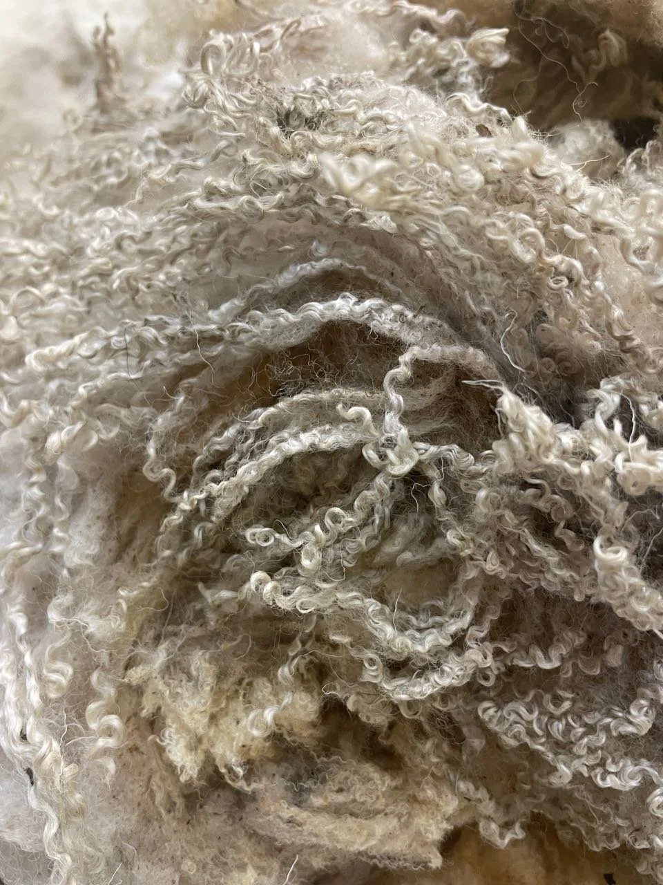 Close-up of curly, off-white wool fibers, showing the texture and intricate looped curls.