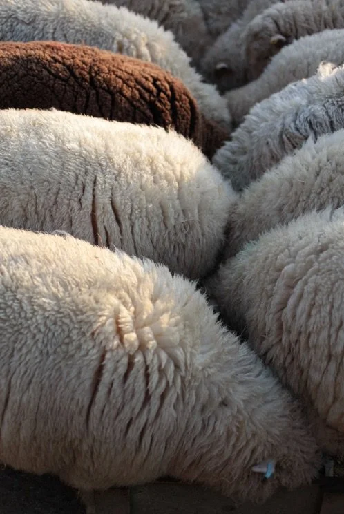 Close-up of multiple sheep with fluffy wool in various shades of white, gray, and brown, lying close together.