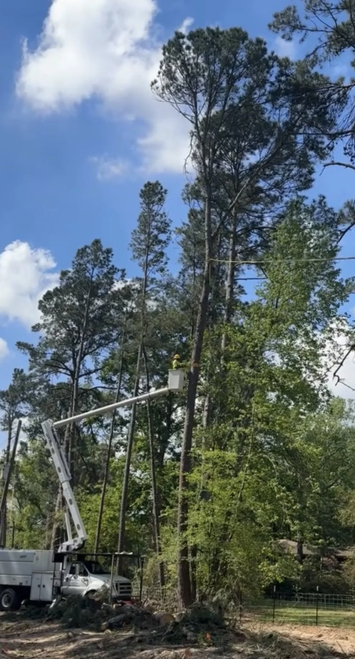 Tree trimming or removal work being conducted using a bucket truck and lift, with a worker in a bucket cutting branches or trees outdoors on a clear day.