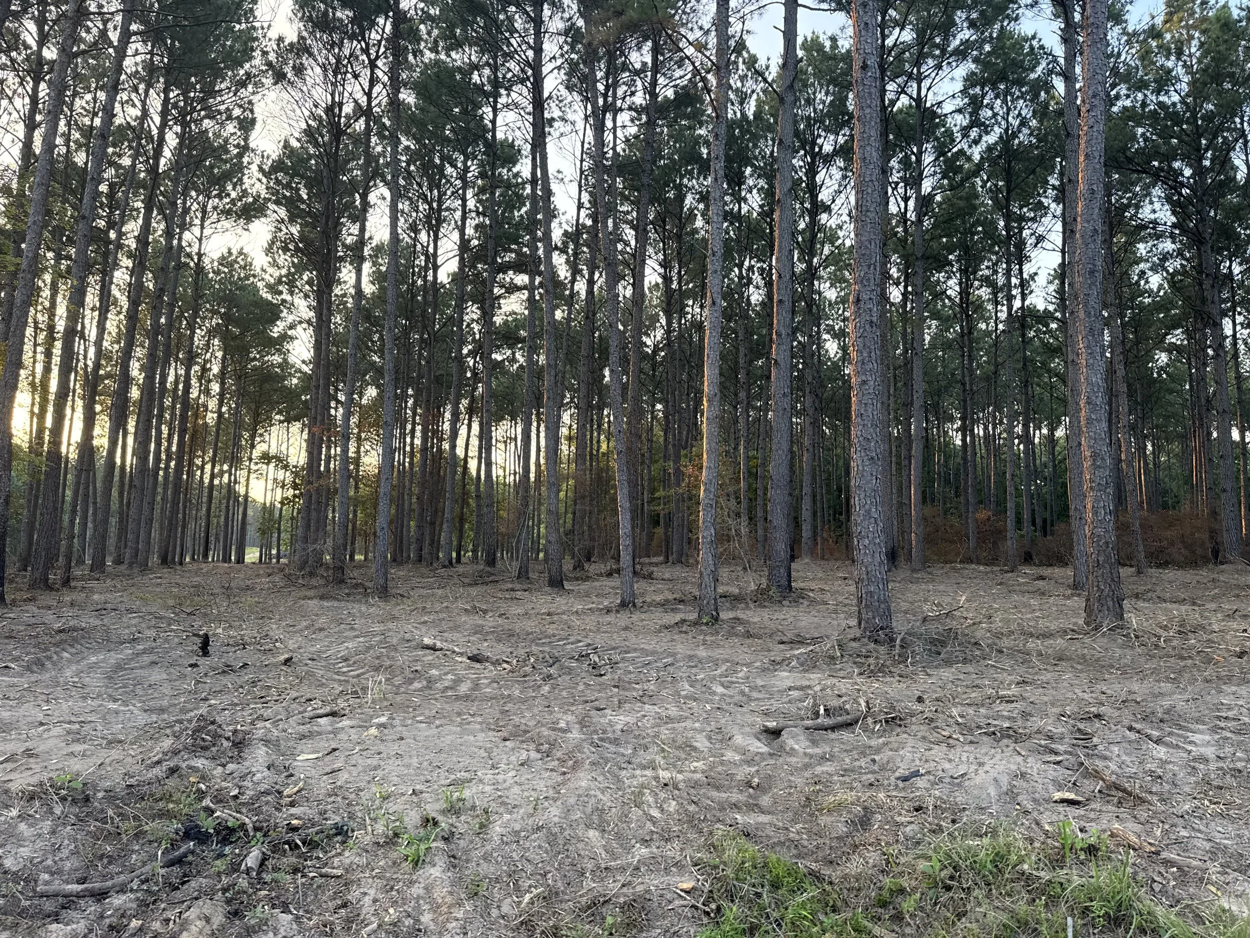 A forested area with tall, thin pine trees and a dirt ground with some small plants and footprints.