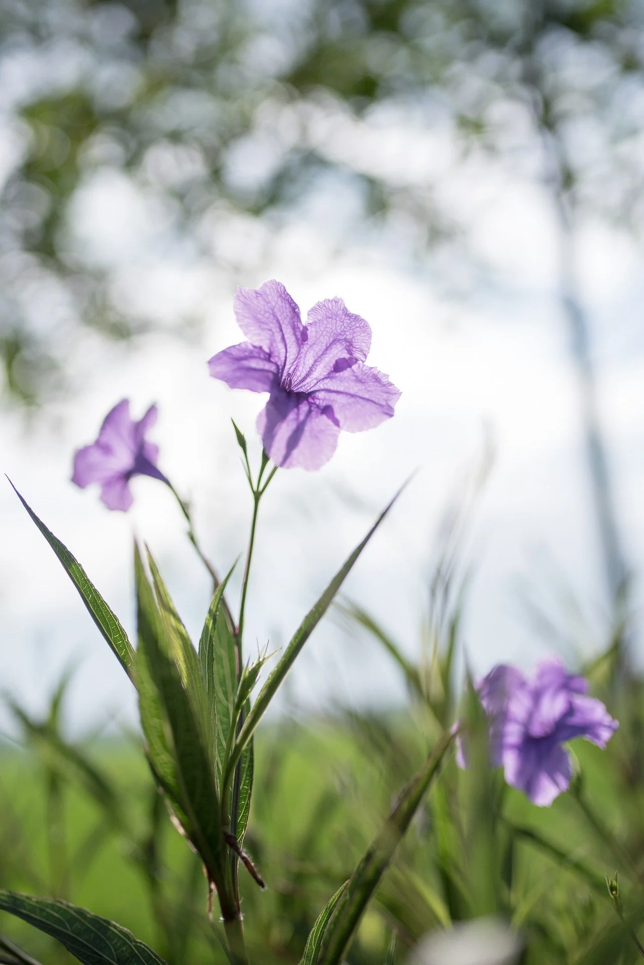 Small purple flowers narrow green leaves