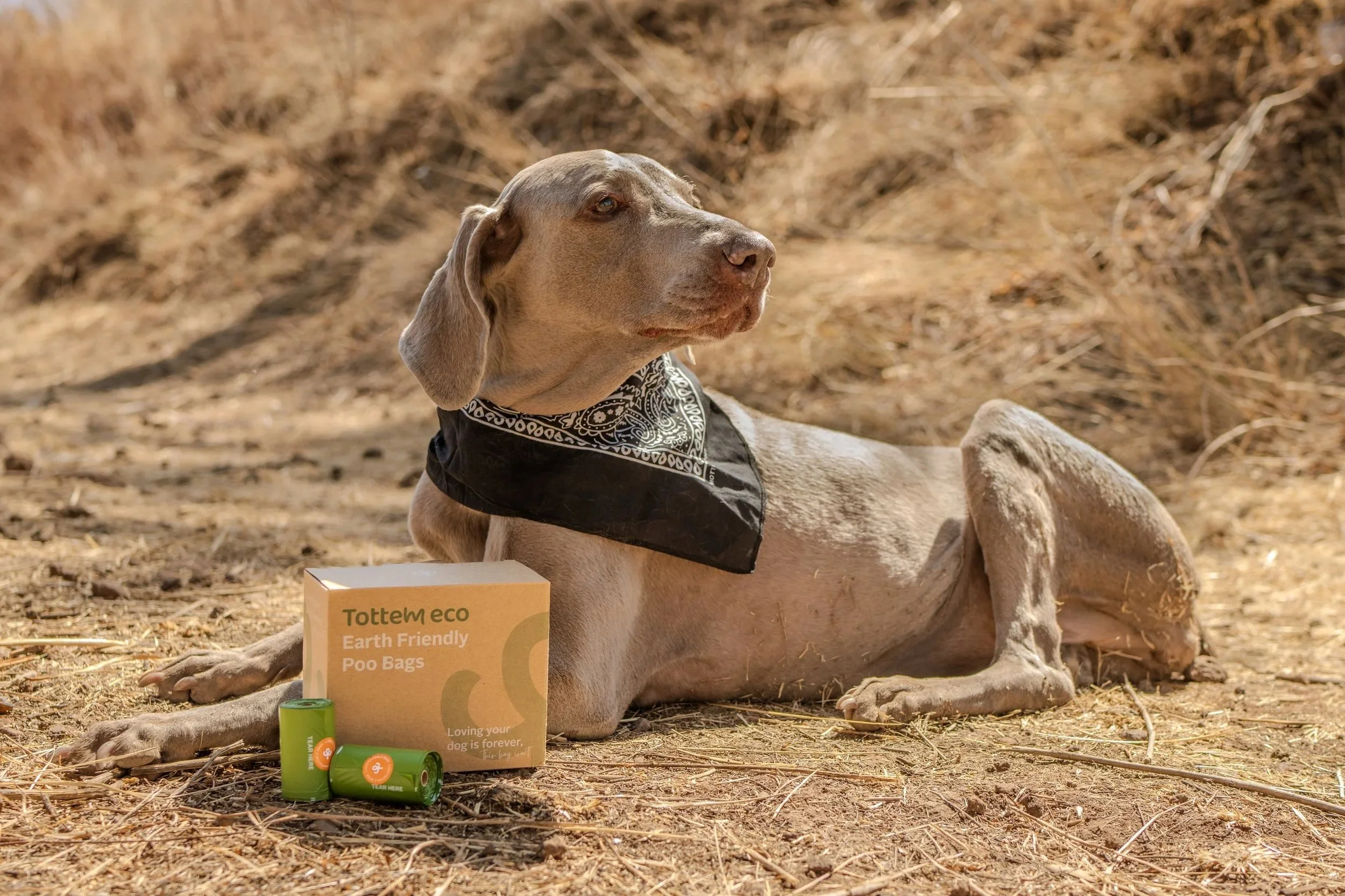 Perro de raza mestiza, bolsas ecológicas de popó de perro