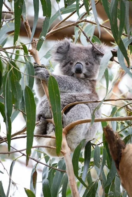 Melbourne City Highlights with Koala Encounter