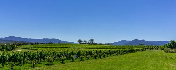 Yarra Valley Wine Experience 
