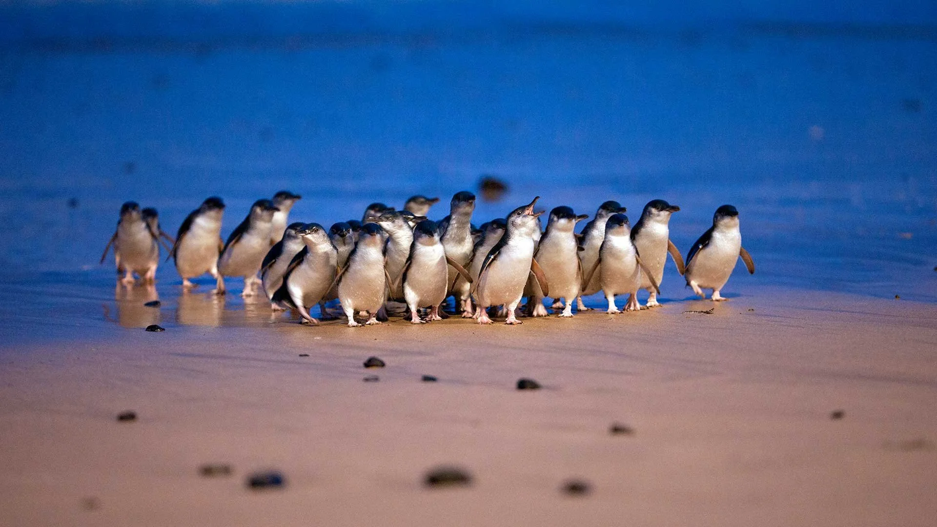 The world famous Penguin Parade on Phillip Island  Be amazed at the little penguins as they arrive back at their burrows on Phillip Island and see them a few metres away from you!