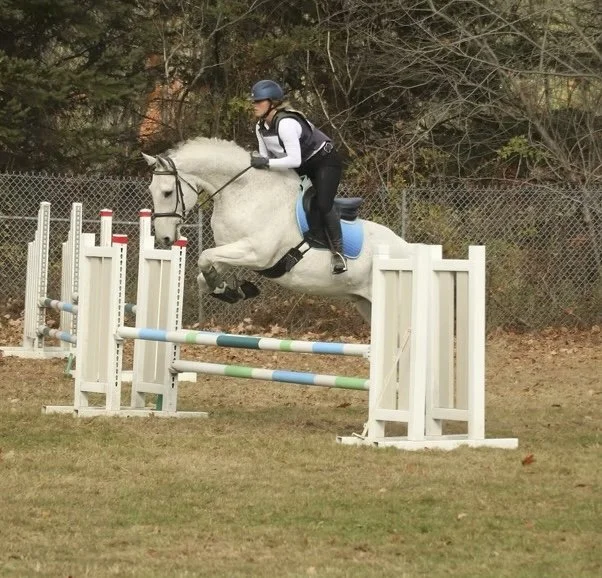 A person riding a white horse in mid-jump over a set of colorful horse jumps on an outdoor field, with trees and a fence in the background.