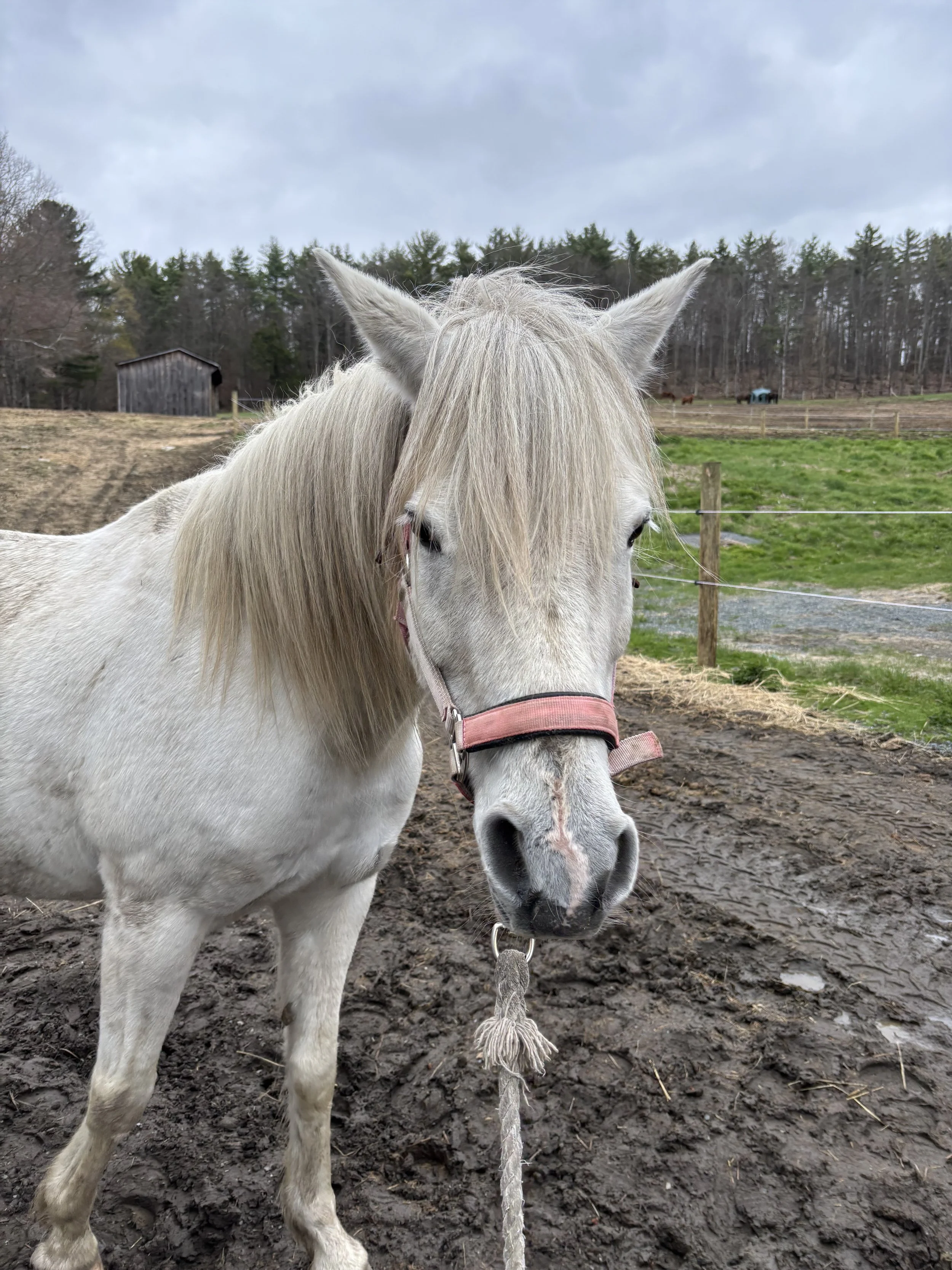 Olaf
