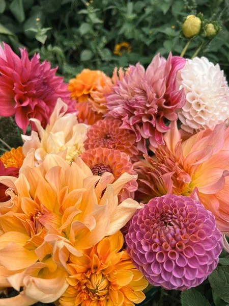 A colorful bouquet of various dahlias in shades of pink, purple, orange, yellow, and white with green foliage in the background.