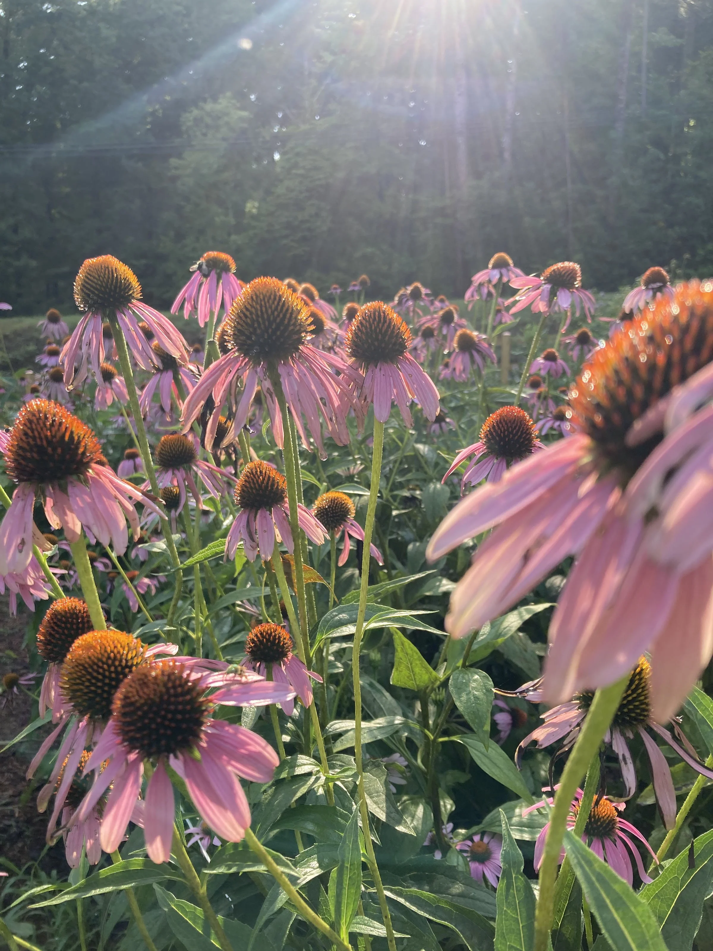 peach_house_farm_32.jpg