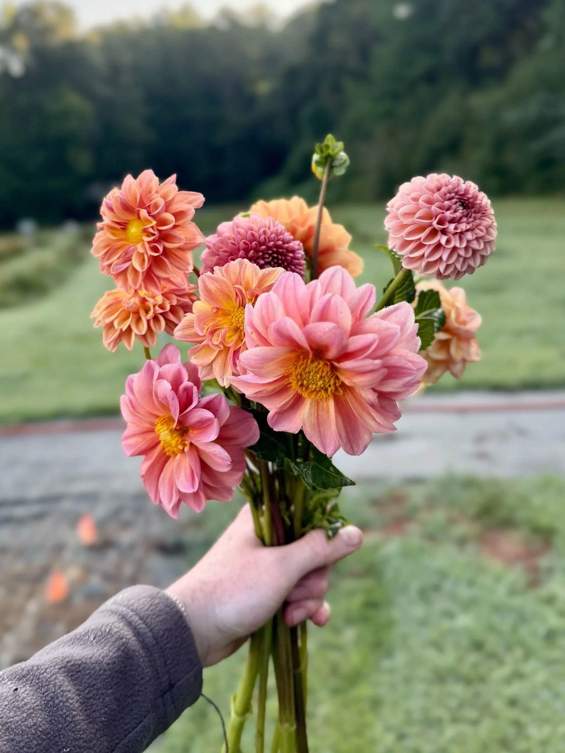 more+pretty+dahlias+peach_house_farm.jpg
