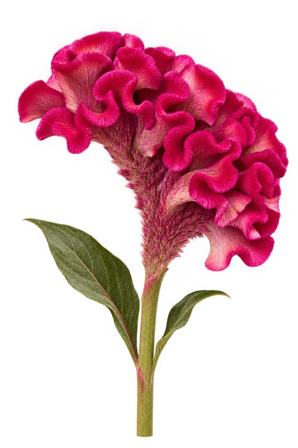 Celosia