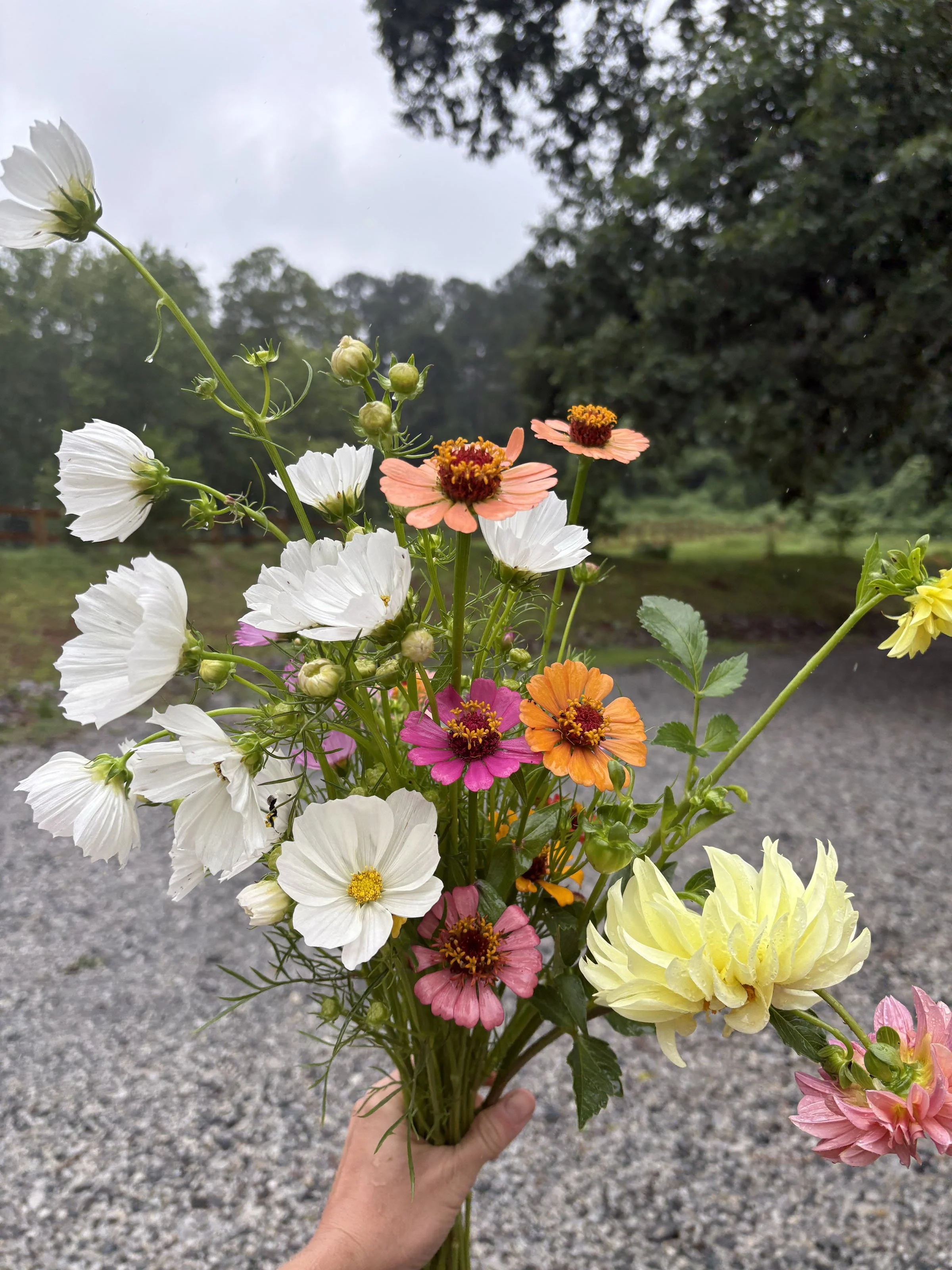peach_house_farm_Cosmos and Zinnias .jpg