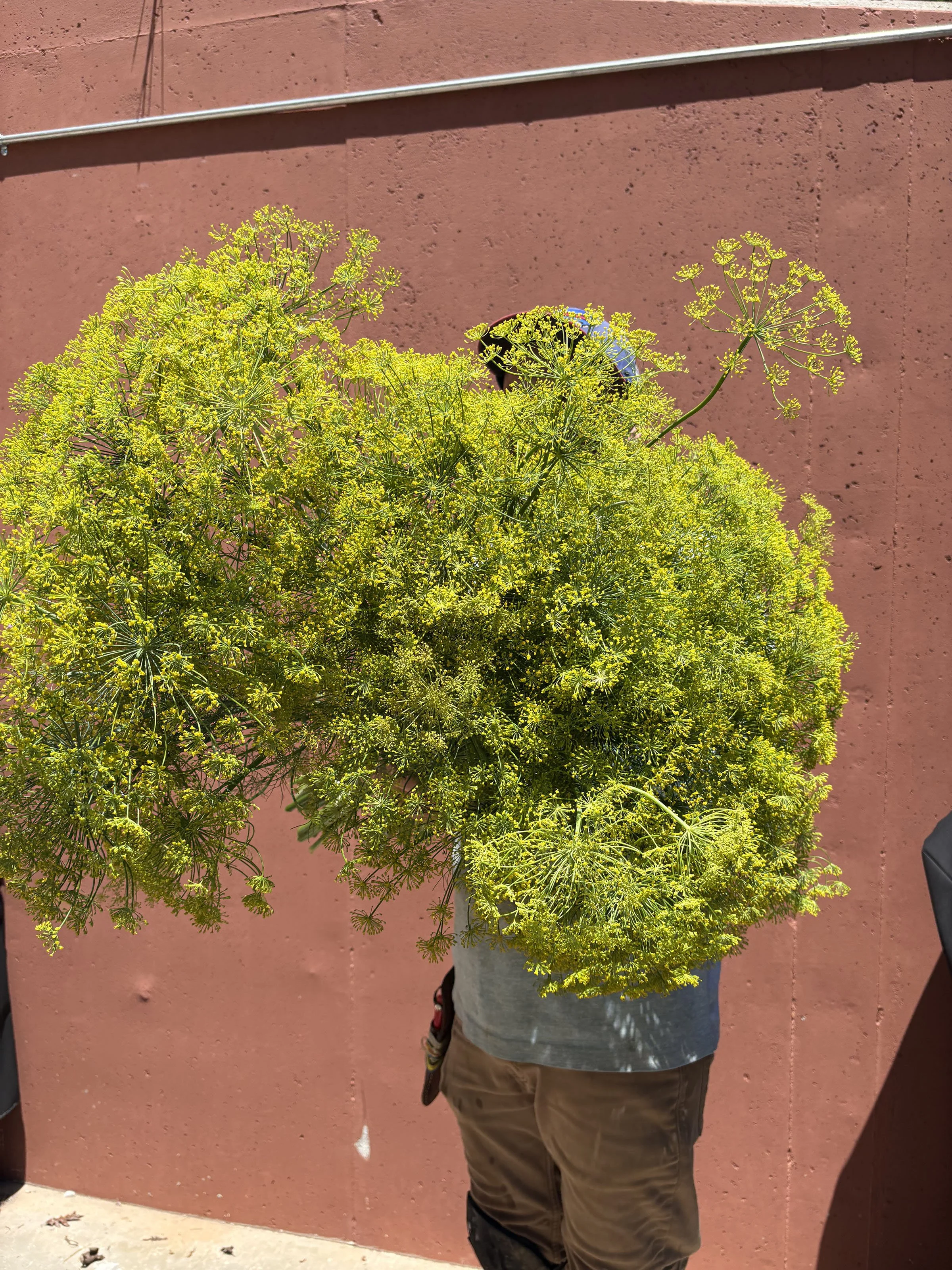 armload dill peach_house_farm.jpg