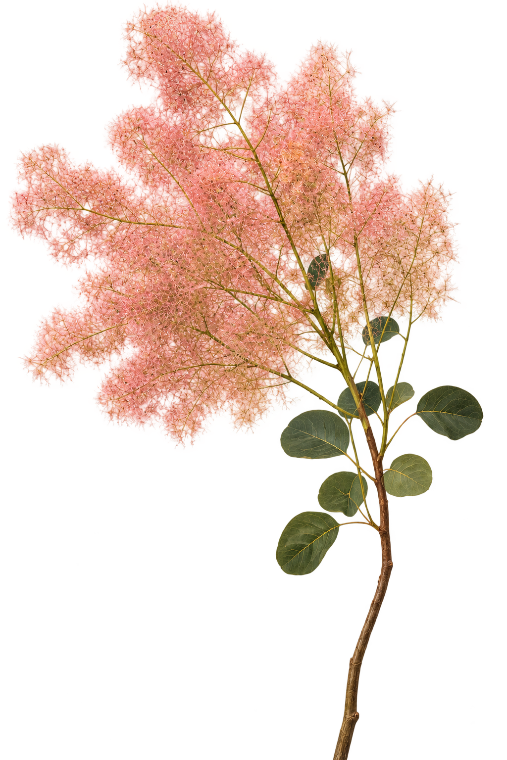 Smokebush