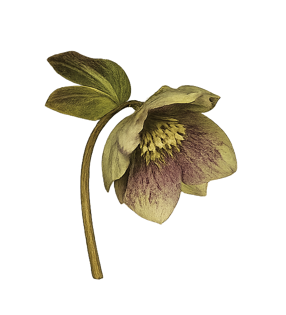 Hellebore