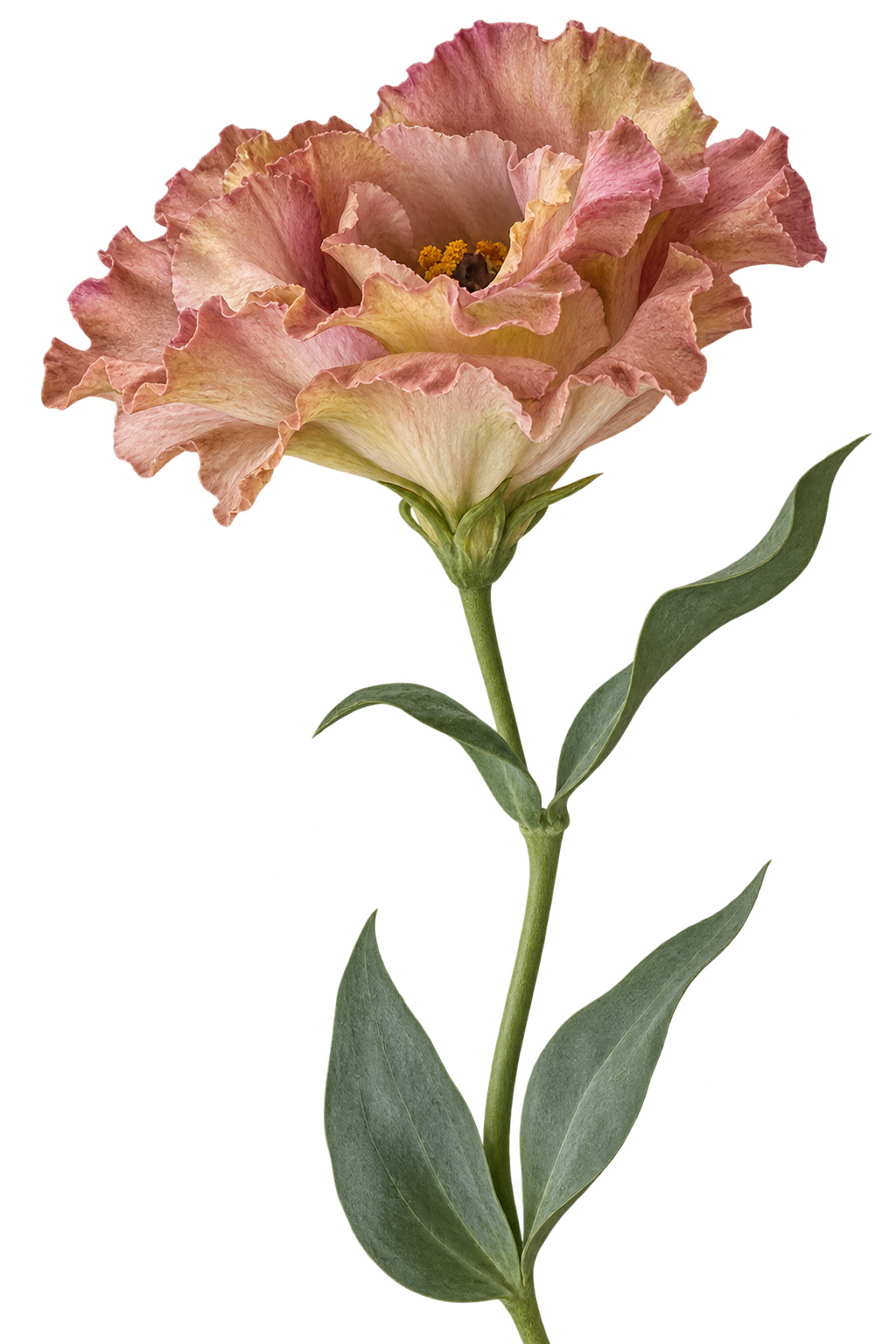Lisianthus