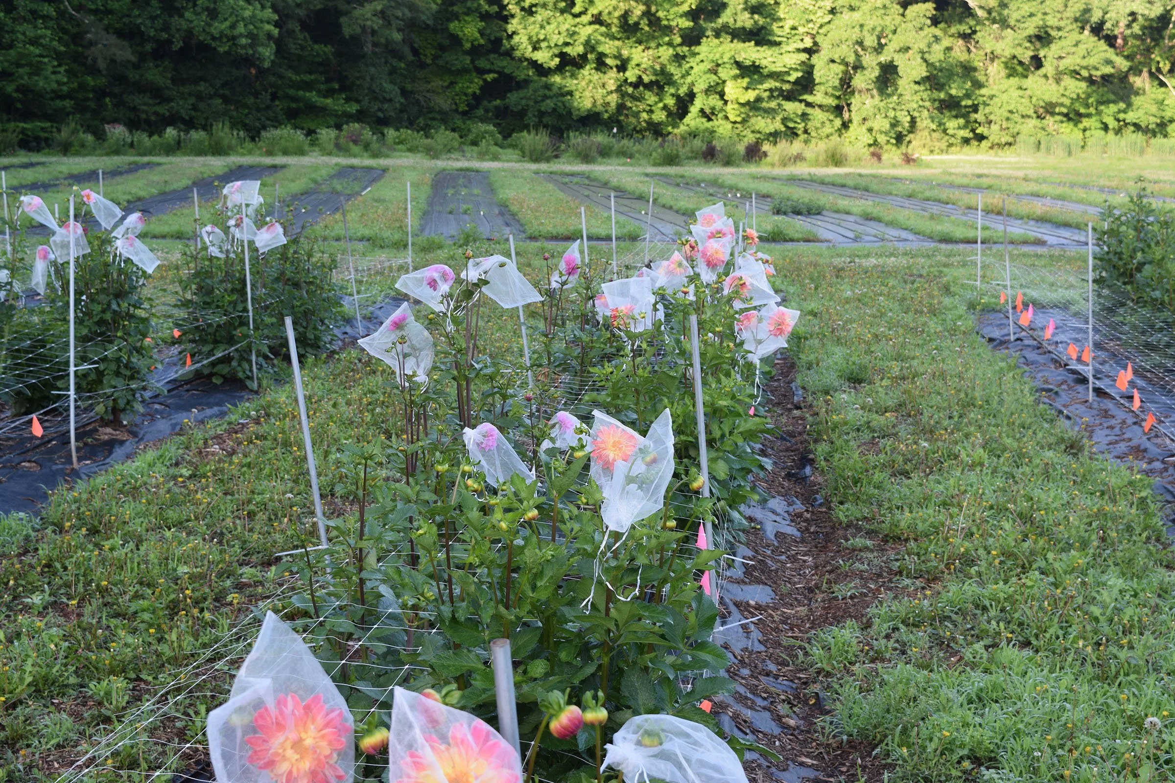 peach_house_farm_11.jpg