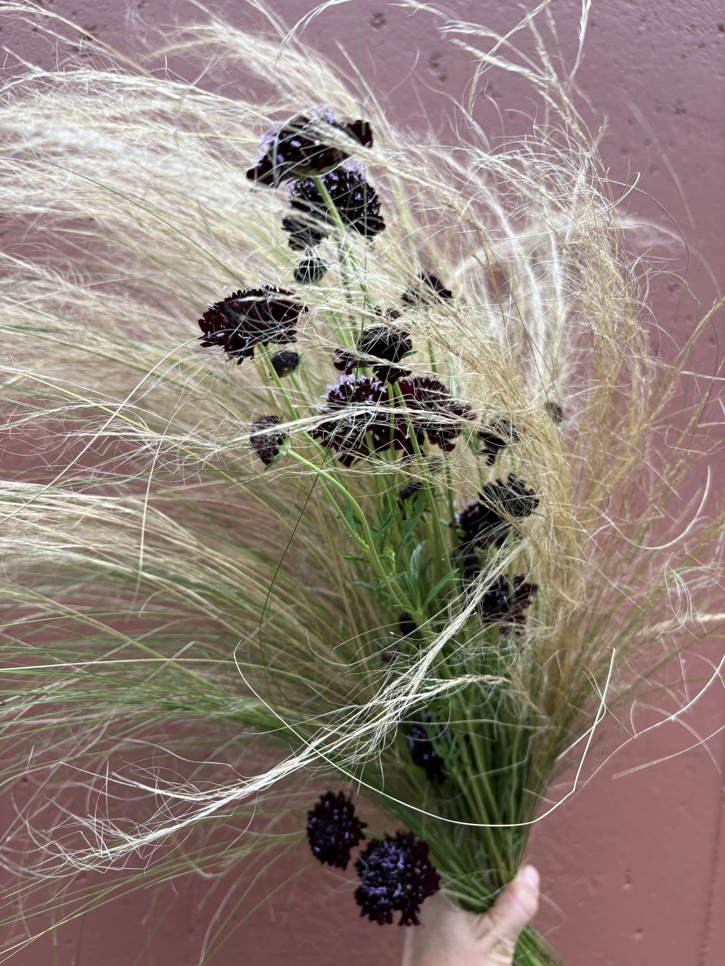 stipa and black knightpeach_house_farm.jpg