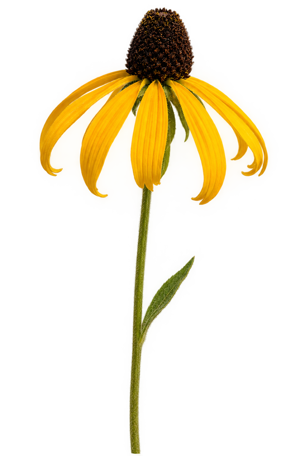 Rudbeckia