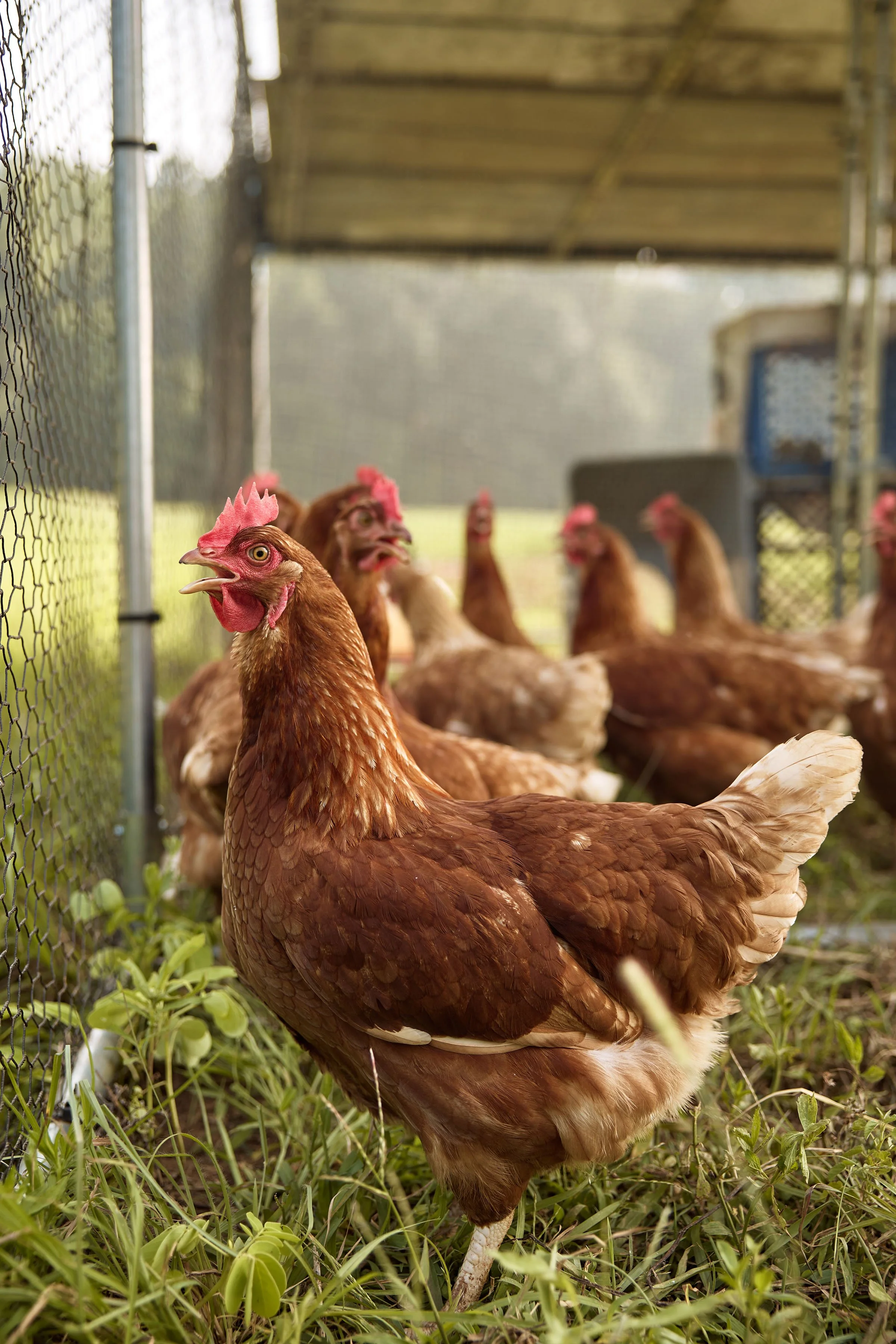 2023_07_19 Peach House Farm_127A7901.jpg