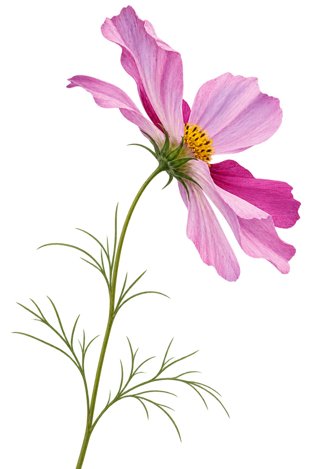 Cosmos