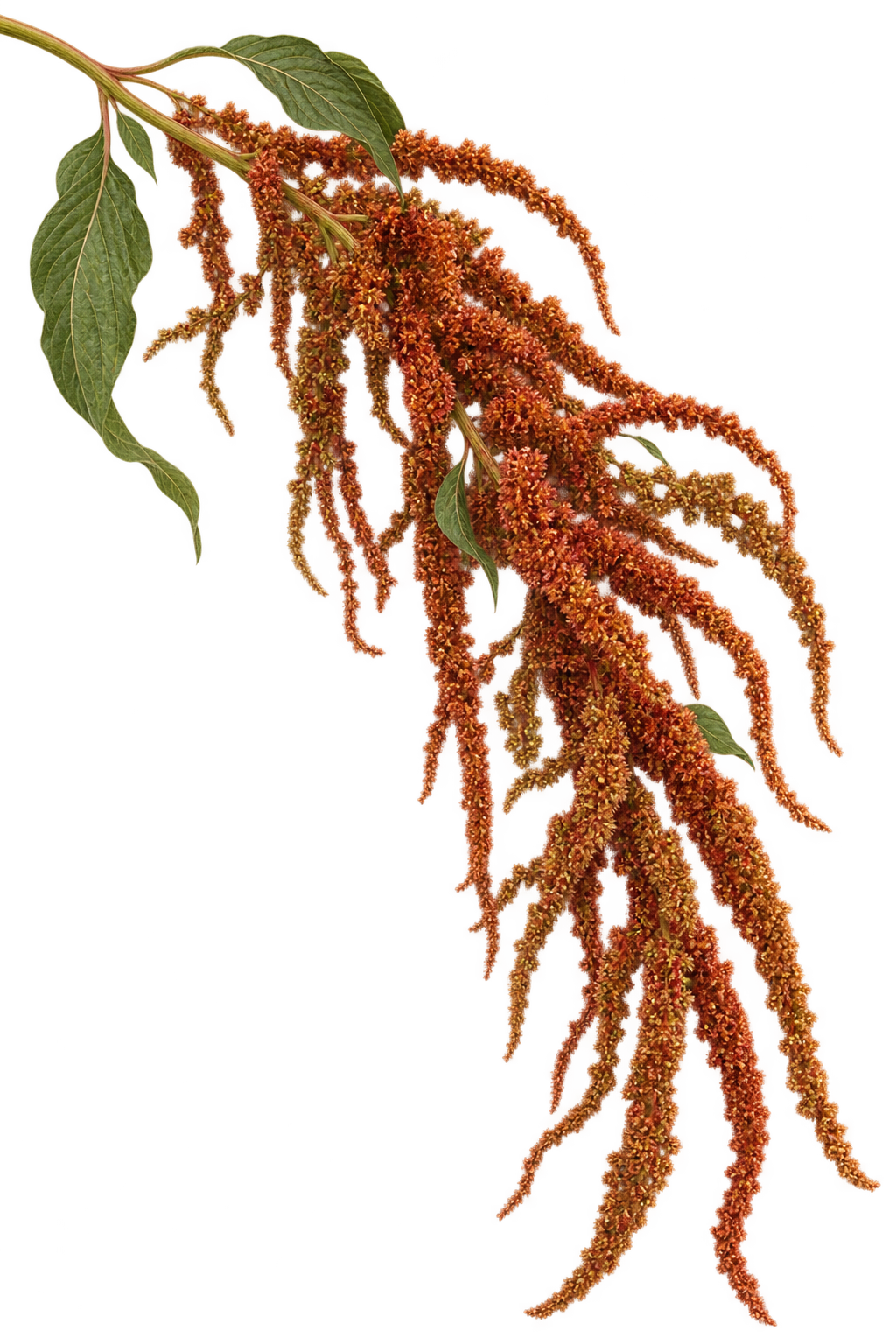 Amaranth