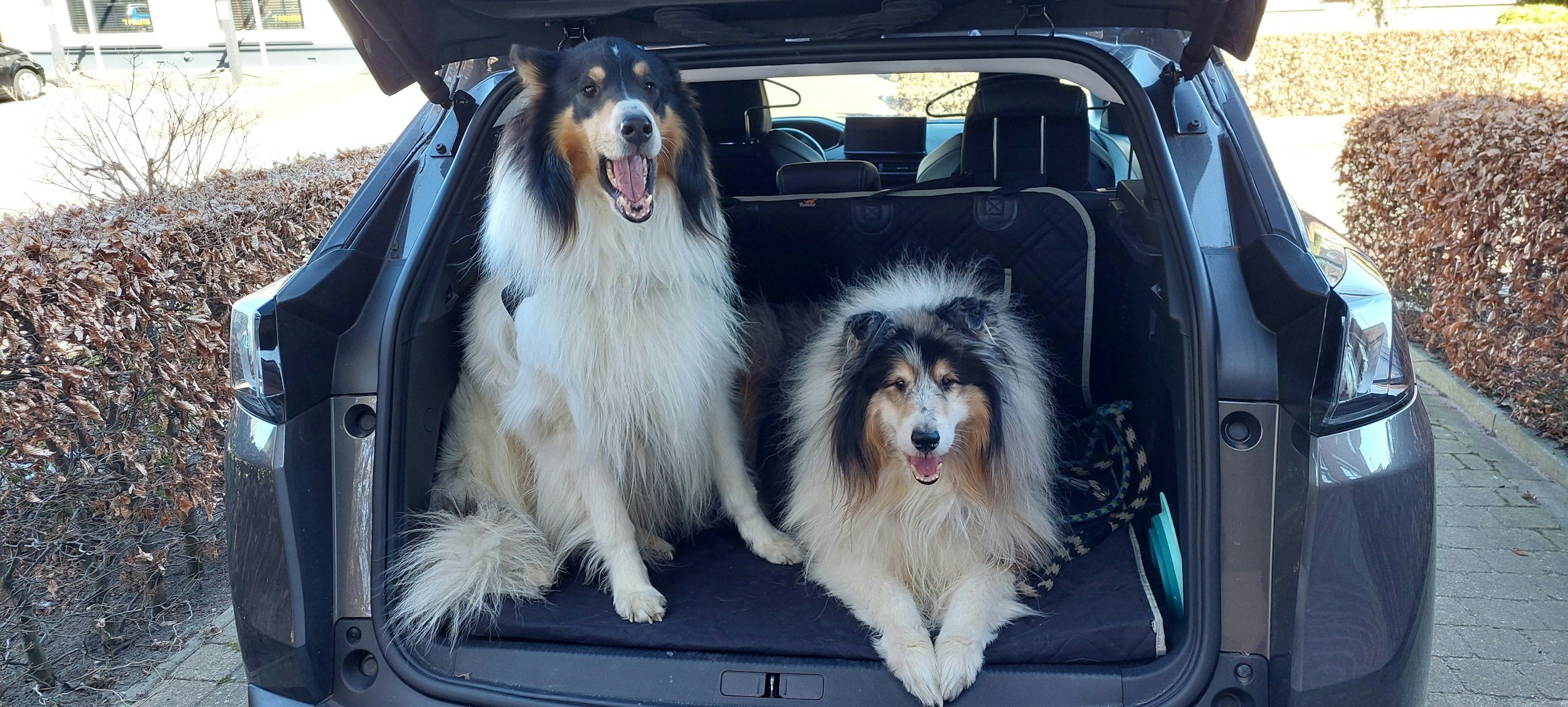 Twee honden in de achterbak van een auto, een grote Shetland Sheepdog zittend en een kleinere Shetland Sheepdog liggend.