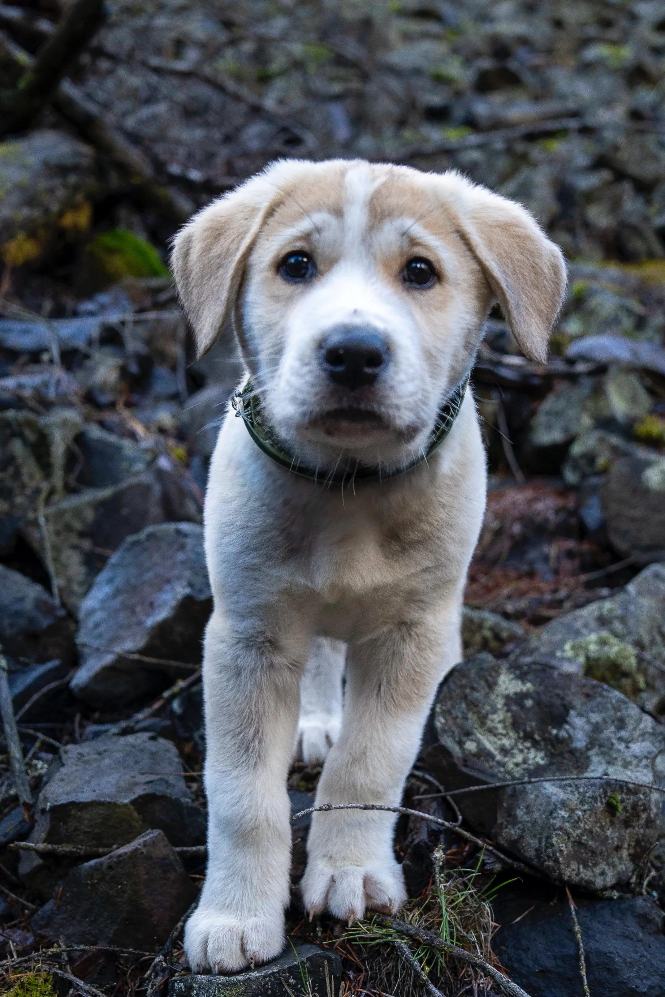 Puppy Session
