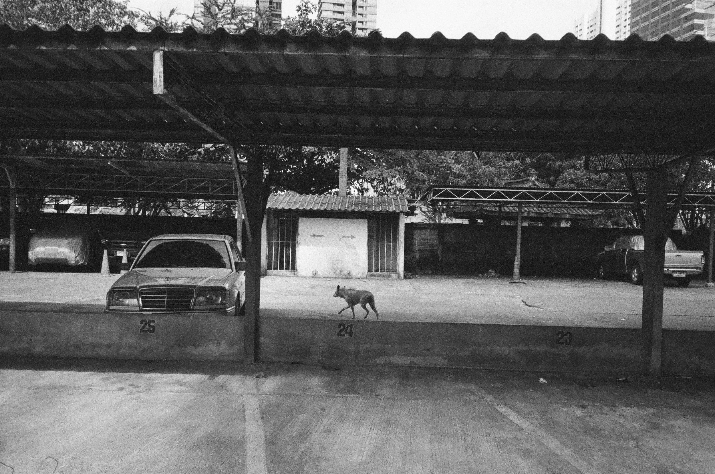 A stray dog running across a parking lot in Bangkok