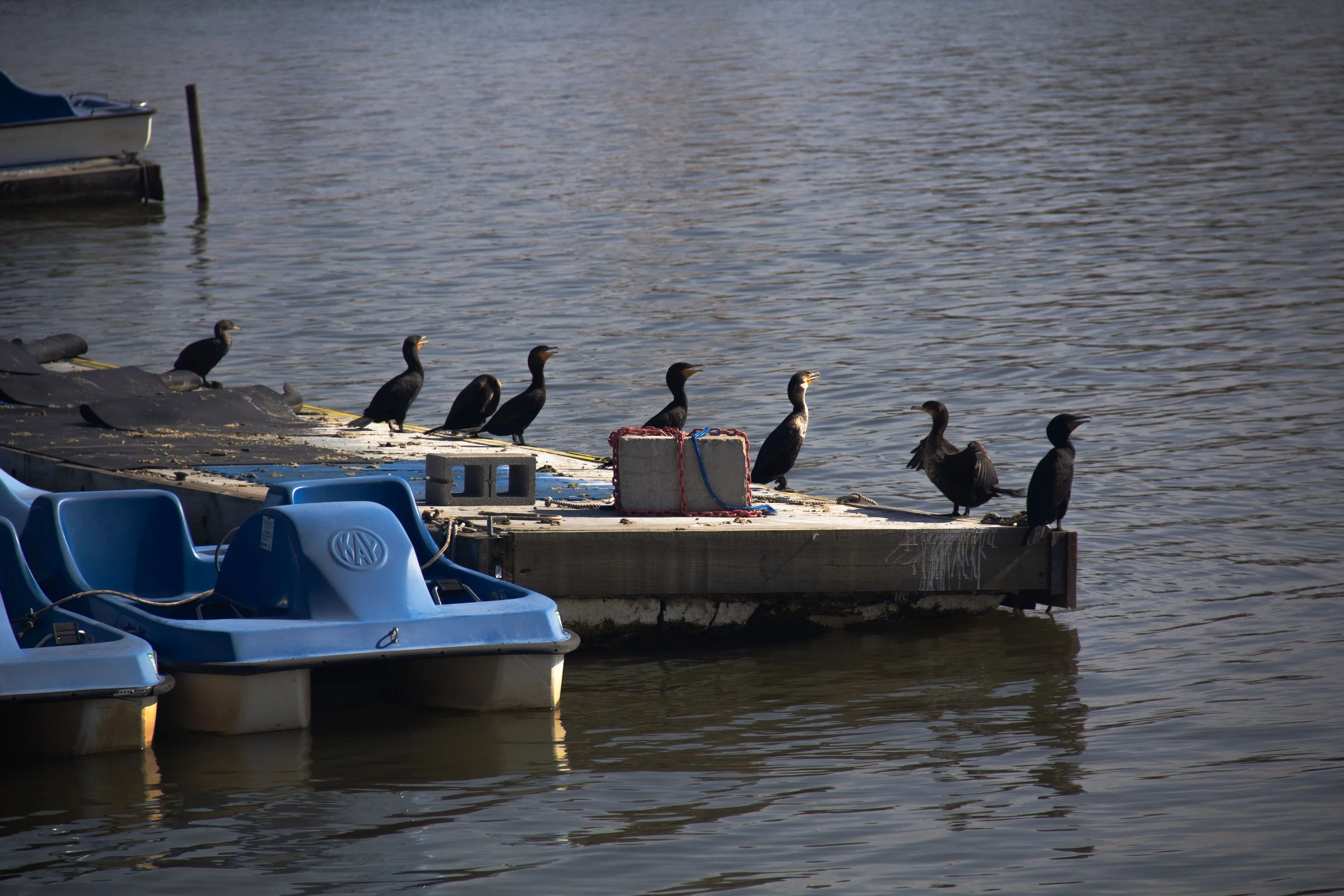 A group of ducks lined up on a dock by the water, with blue pedal boats in the foreground and a boat on the left.
