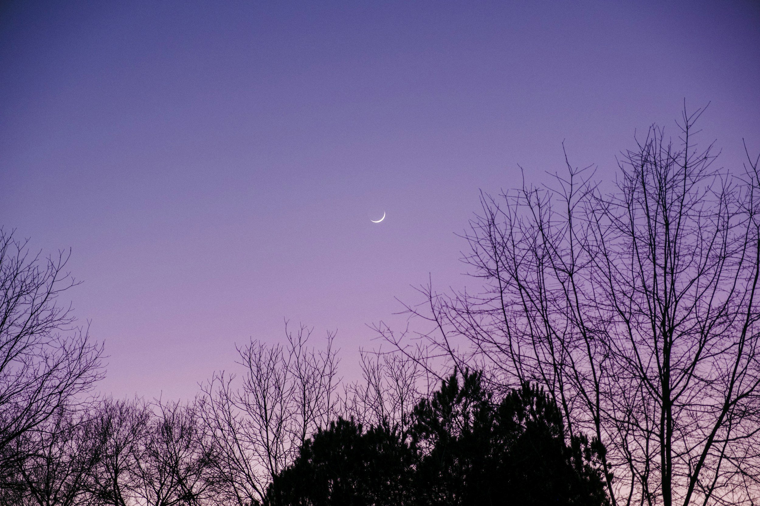 View of a crescent moon in a light purple sky with leafless tree branches in the foreground.