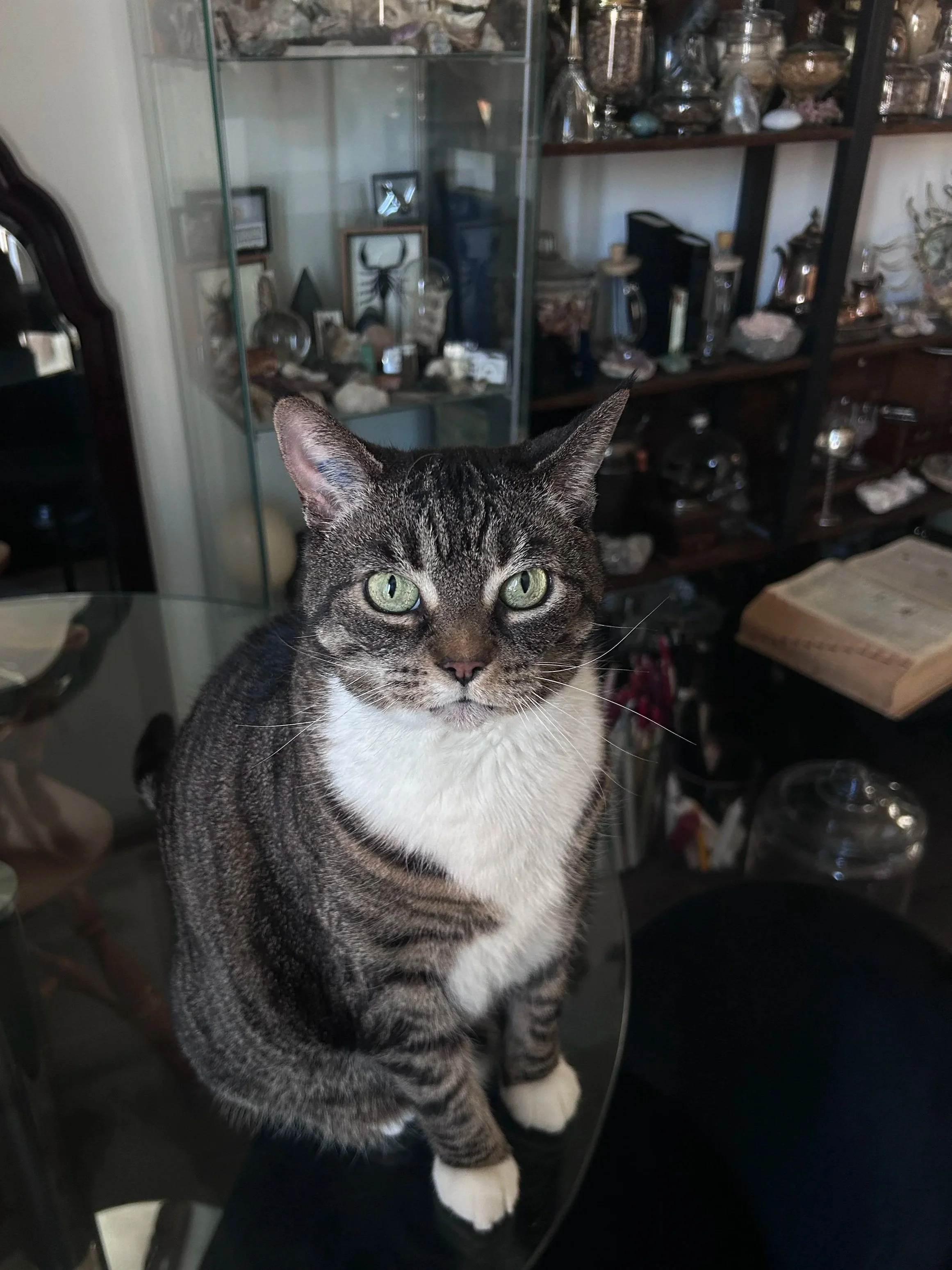 A tabby cat with green eyes and white paws sitting on a glass table in front of a dark wooden shelf filled with decorative glass and stone objects.