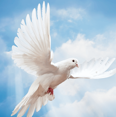 What can we learn from the Synod on Synodality?
