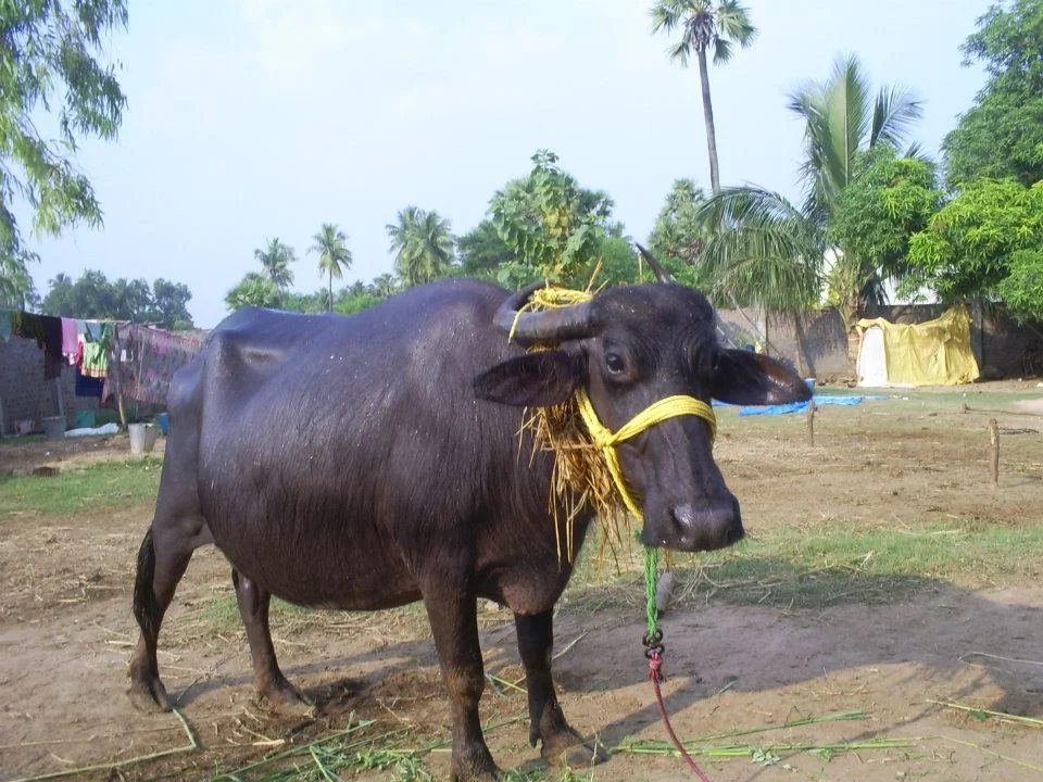 A black buffalo with yellow harness and straw on its head in a rural area with trees and laundry hanging in the background.